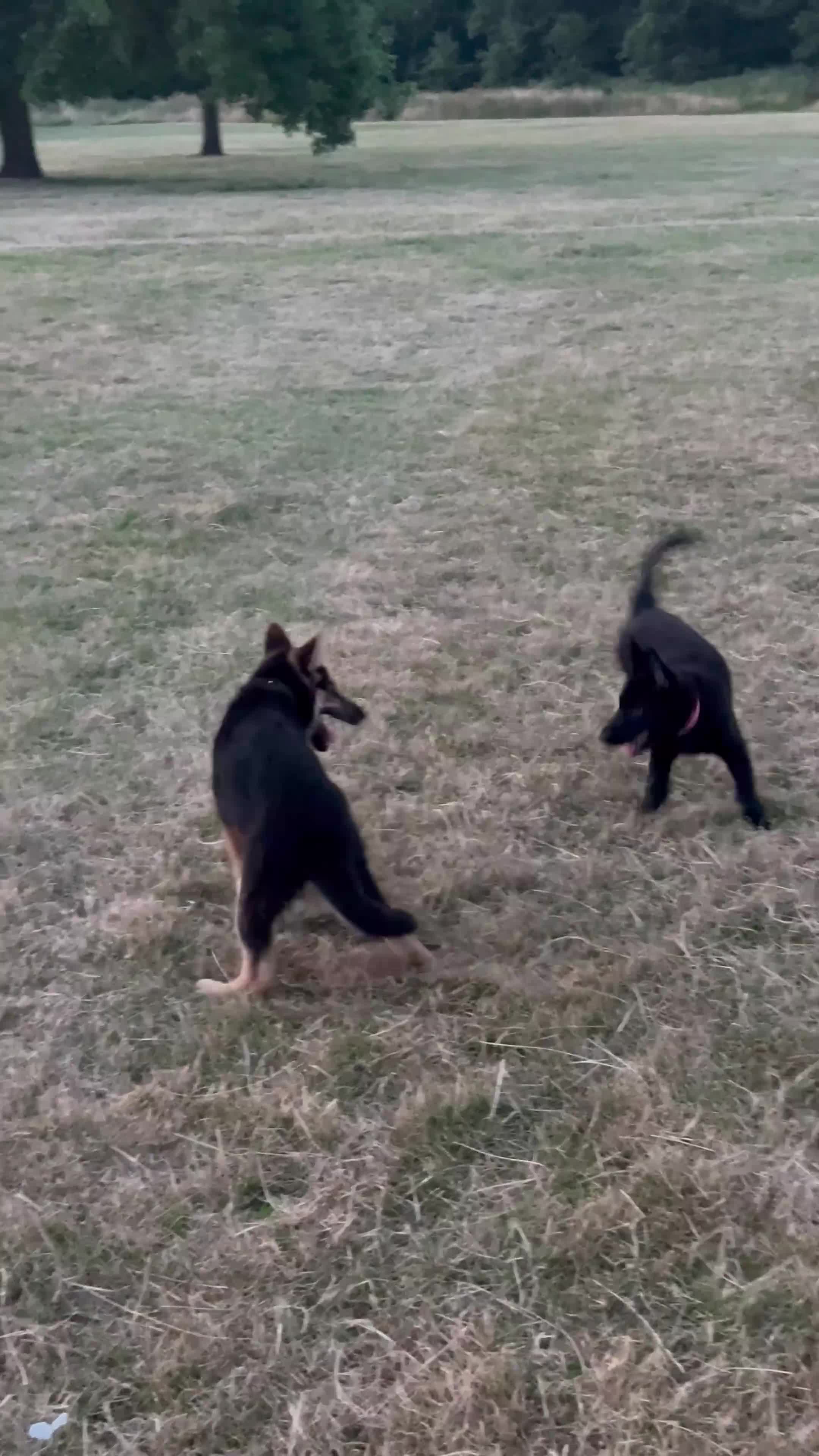 Mixed Breed dogs for sale: German Shepard X Malinois puppy  - Video 3