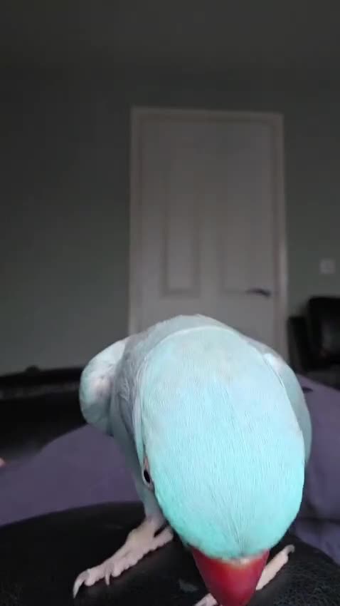 Ringnecks birds for sale: Blue Ringneck 5 years old - Video 2