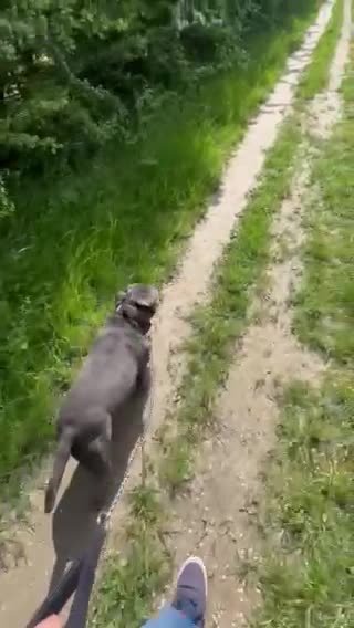 Staffordshire Bull Terrier dogs for stud: REGGIE kc PROVEN (HEALTH TESTED) Dark Blue in Wisbech - Video 4