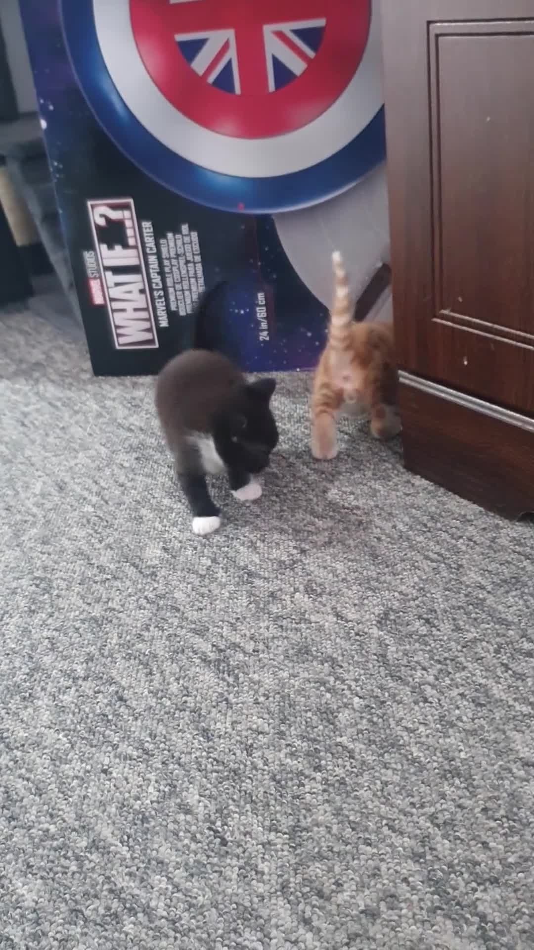 Domestic Shorthair cats for sale: Gorgeous kittens in Fakenham - Video 2