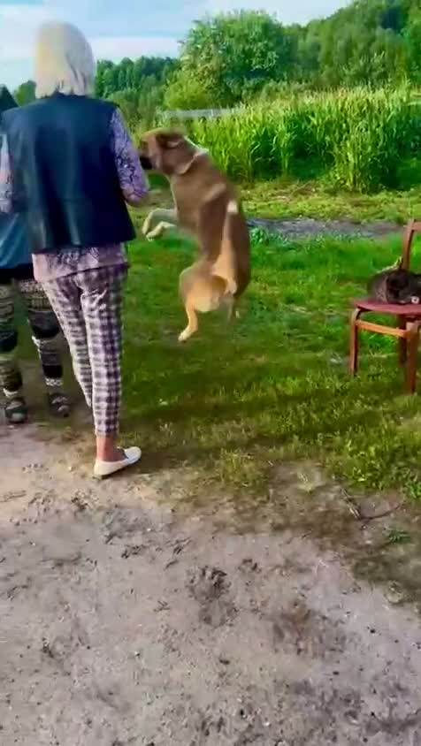 German Shepherd dogs for adoption: Bentley’s Story: From Chains to Freedom - Video 2