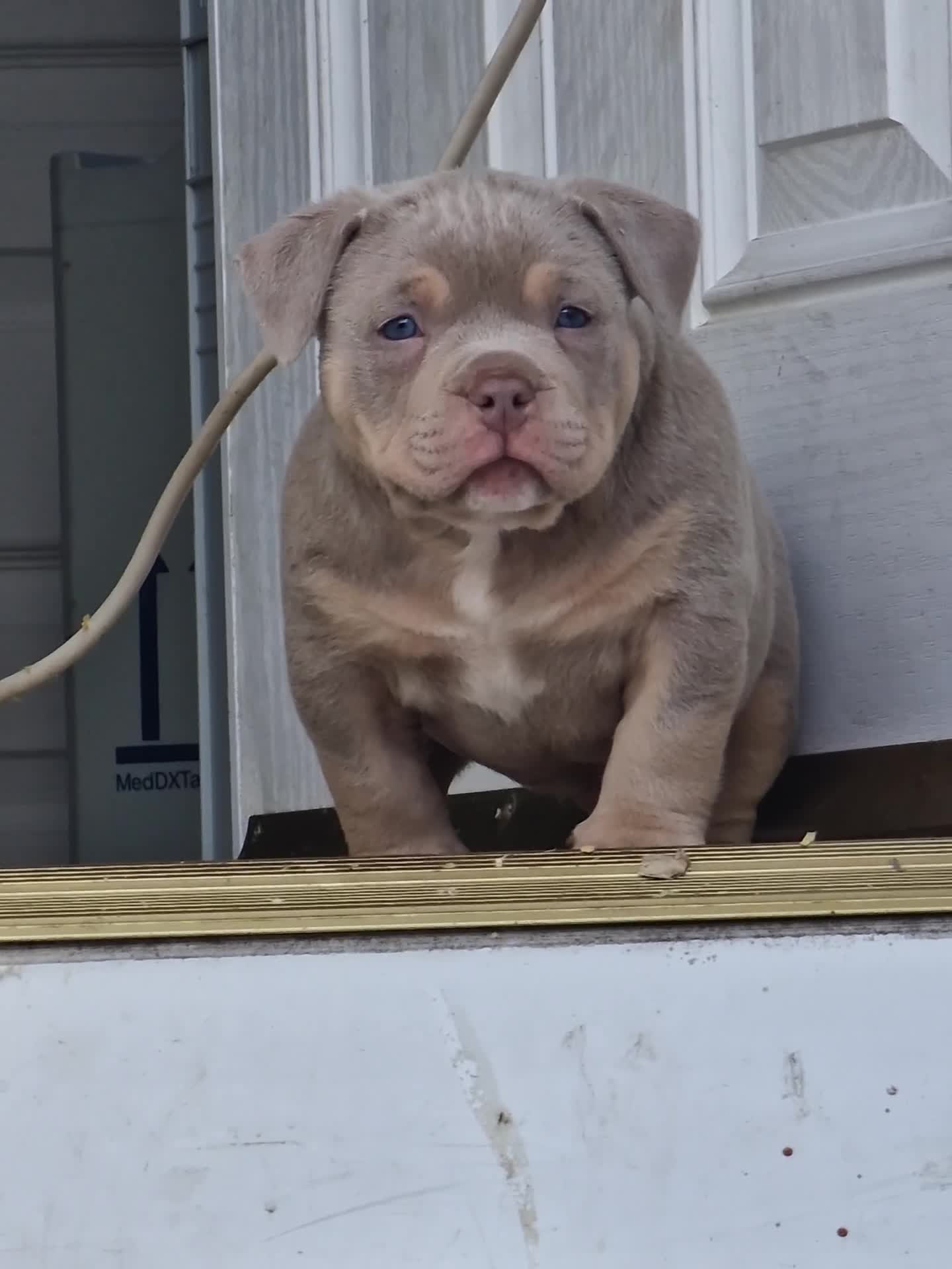 American Bully dogs for sale: Pocketbully puppy  - Video 2