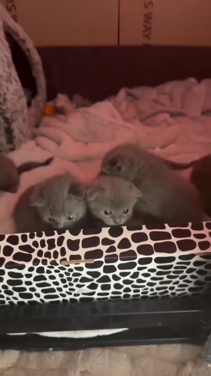 Scottish Fold cats for sale: 3 boys 2 girls  in Spalding - Video 1