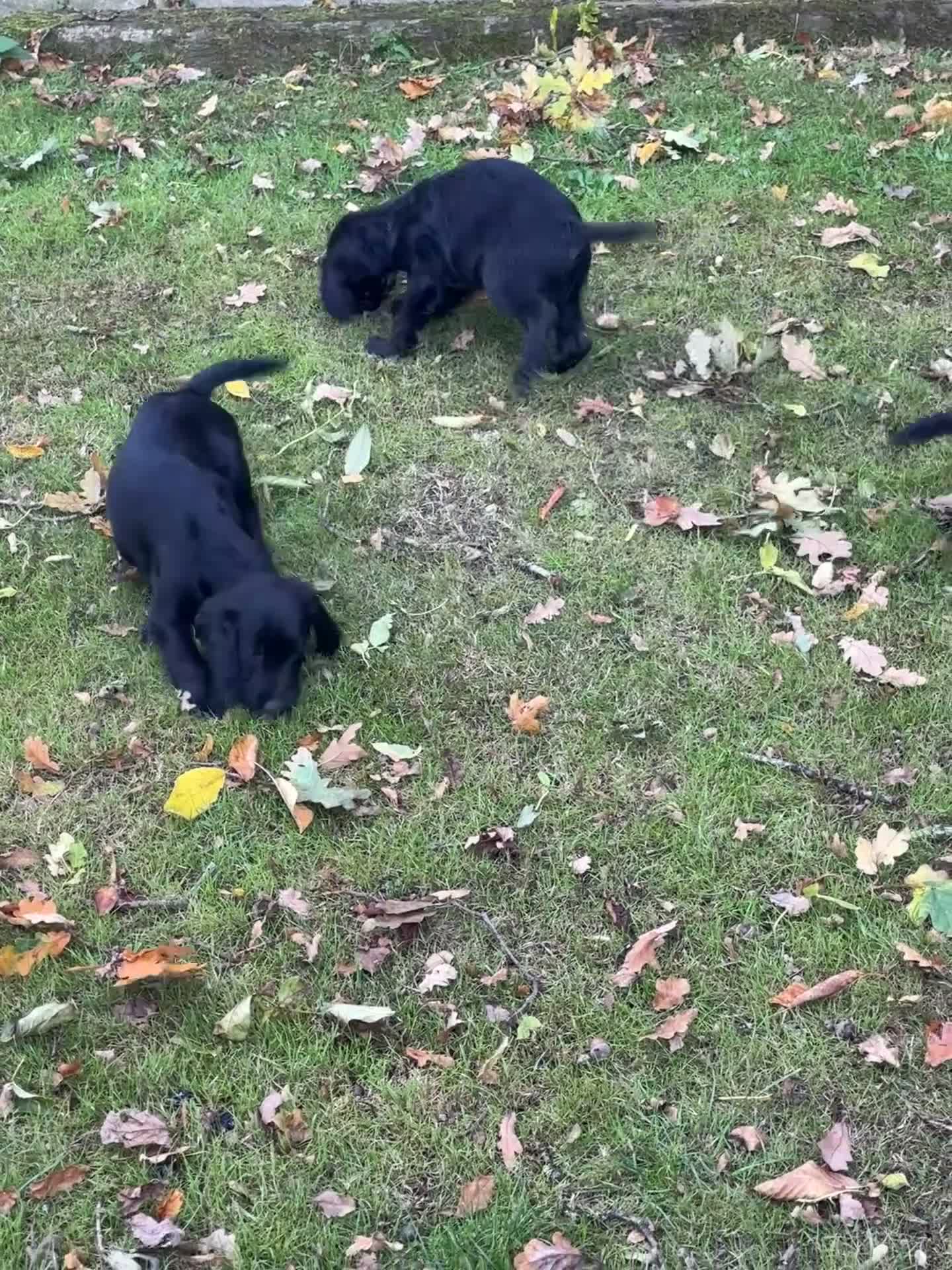 Sprocker dogs for sale: Sprocker spaniels  in North Walsham - Video 2