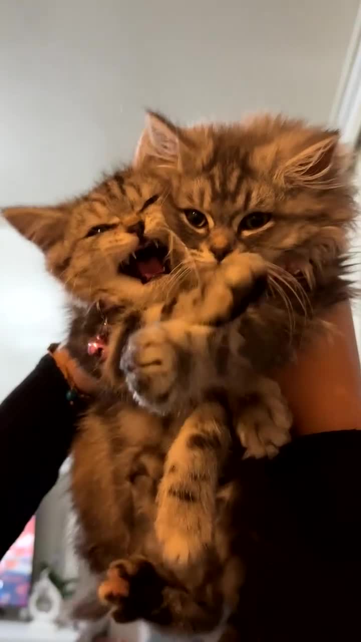 British Longhair cats for sale: My lovely friend for sale - Video 3