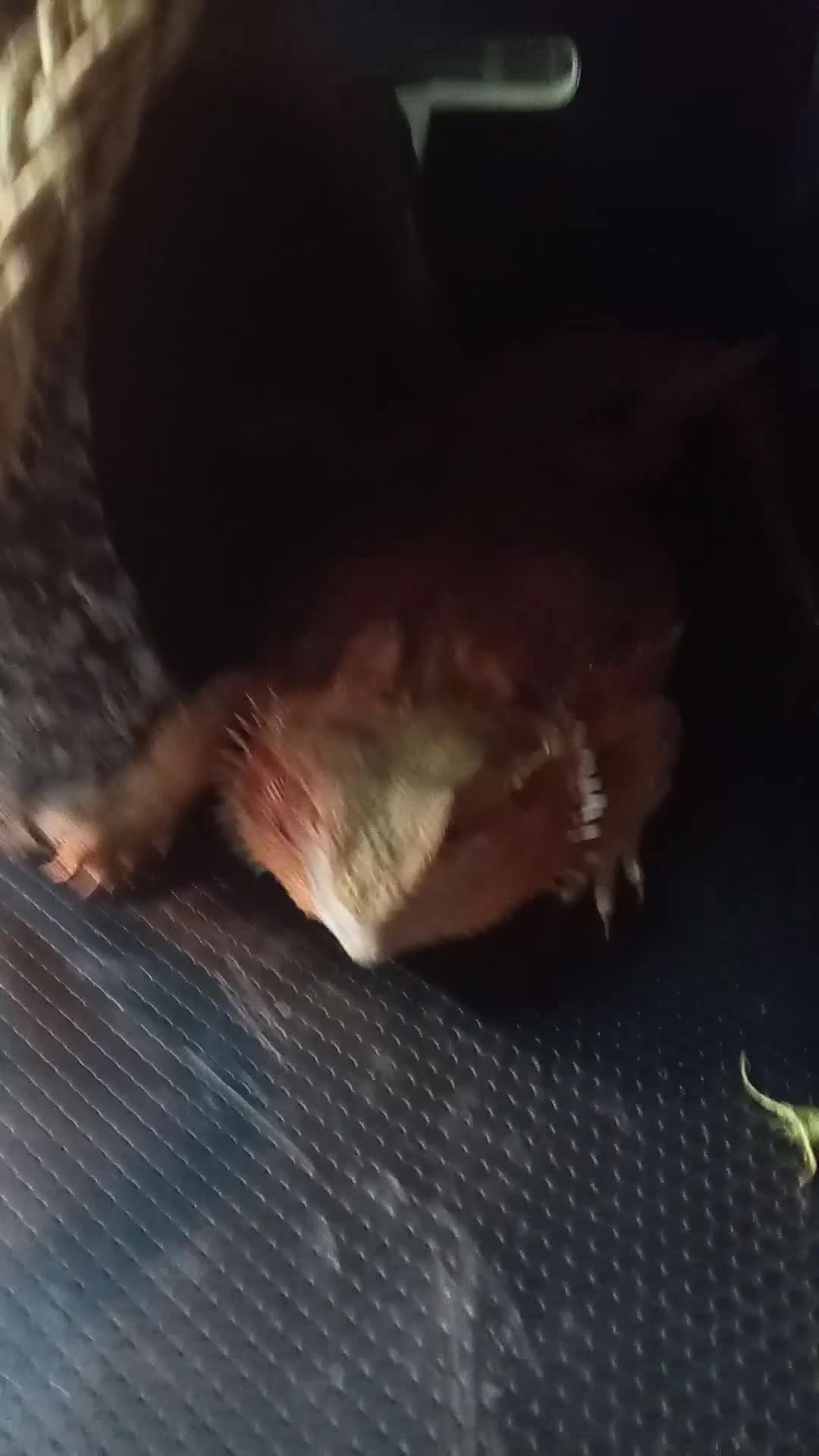 Bearded Dragon reptiles for sale: Breaded dragon for sale in Chippenham - Video 1