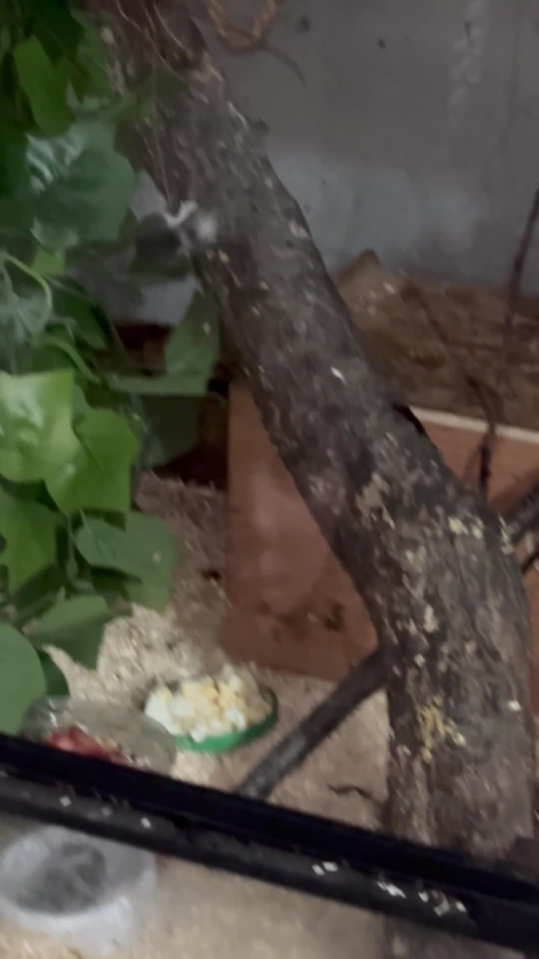 Mouse rodents for sale: African Pygmy Dormice - Video 1