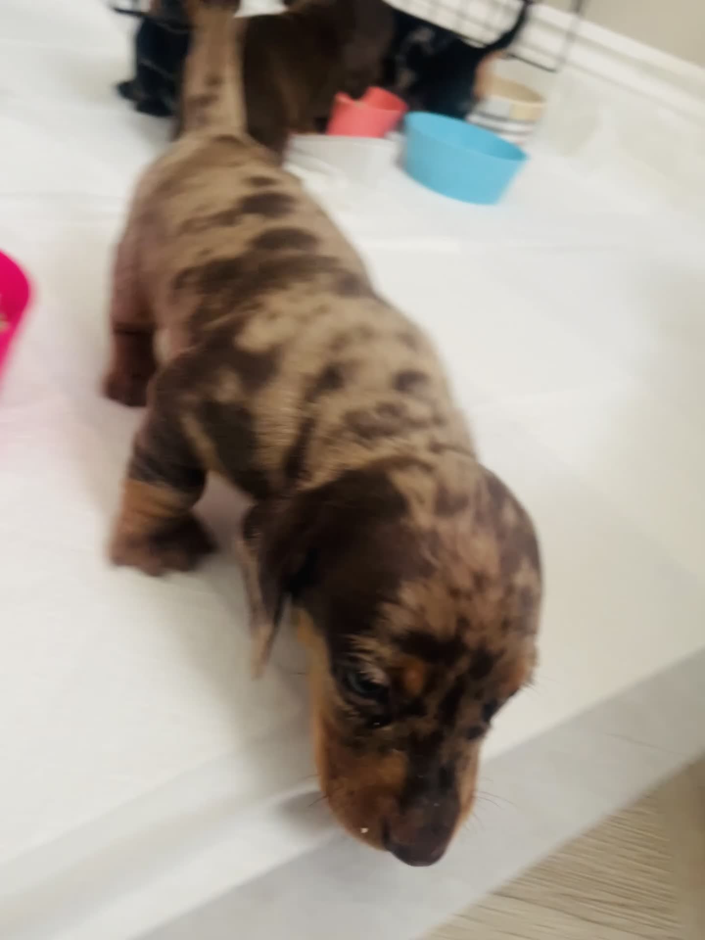 Dachshund dogs for sale: Dachshund  in Leicester - Video 1