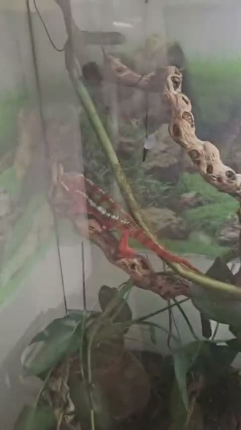 Chameleon reptiles for sale: Pantha chamelian  - Video 1