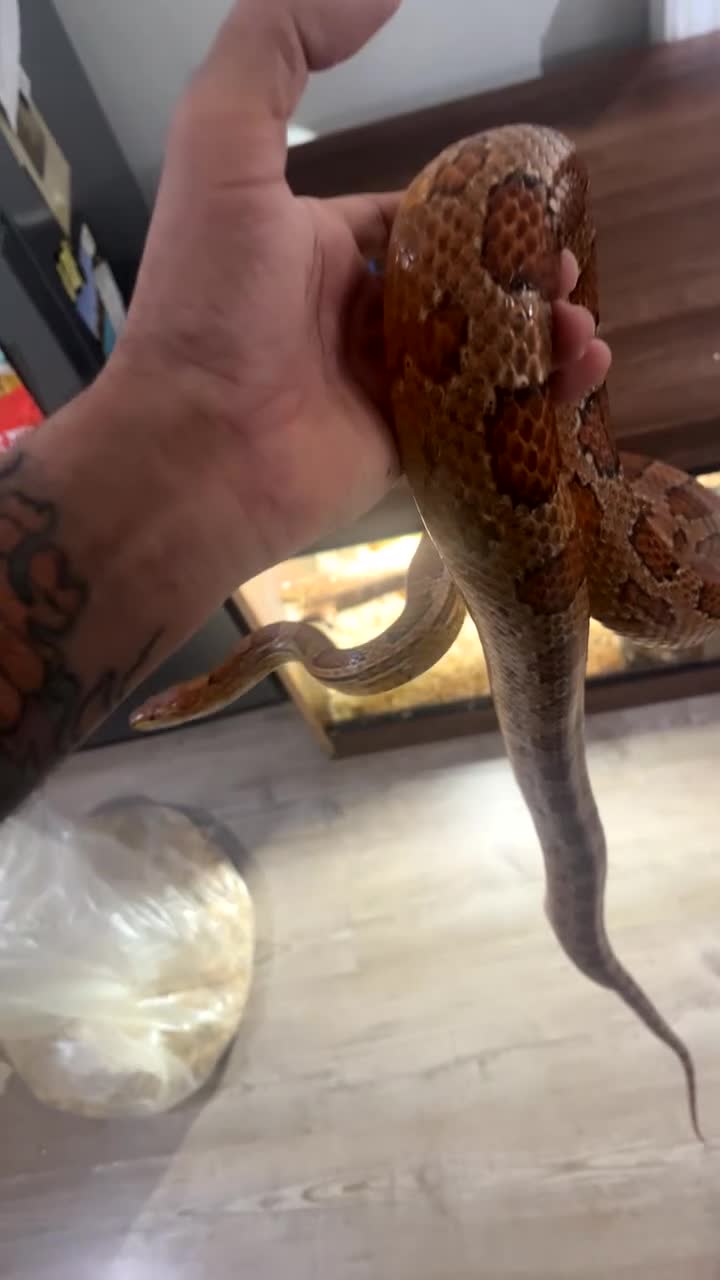 Corn Snake reptiles for sale: Corn snake and set up for sale  - Video 1