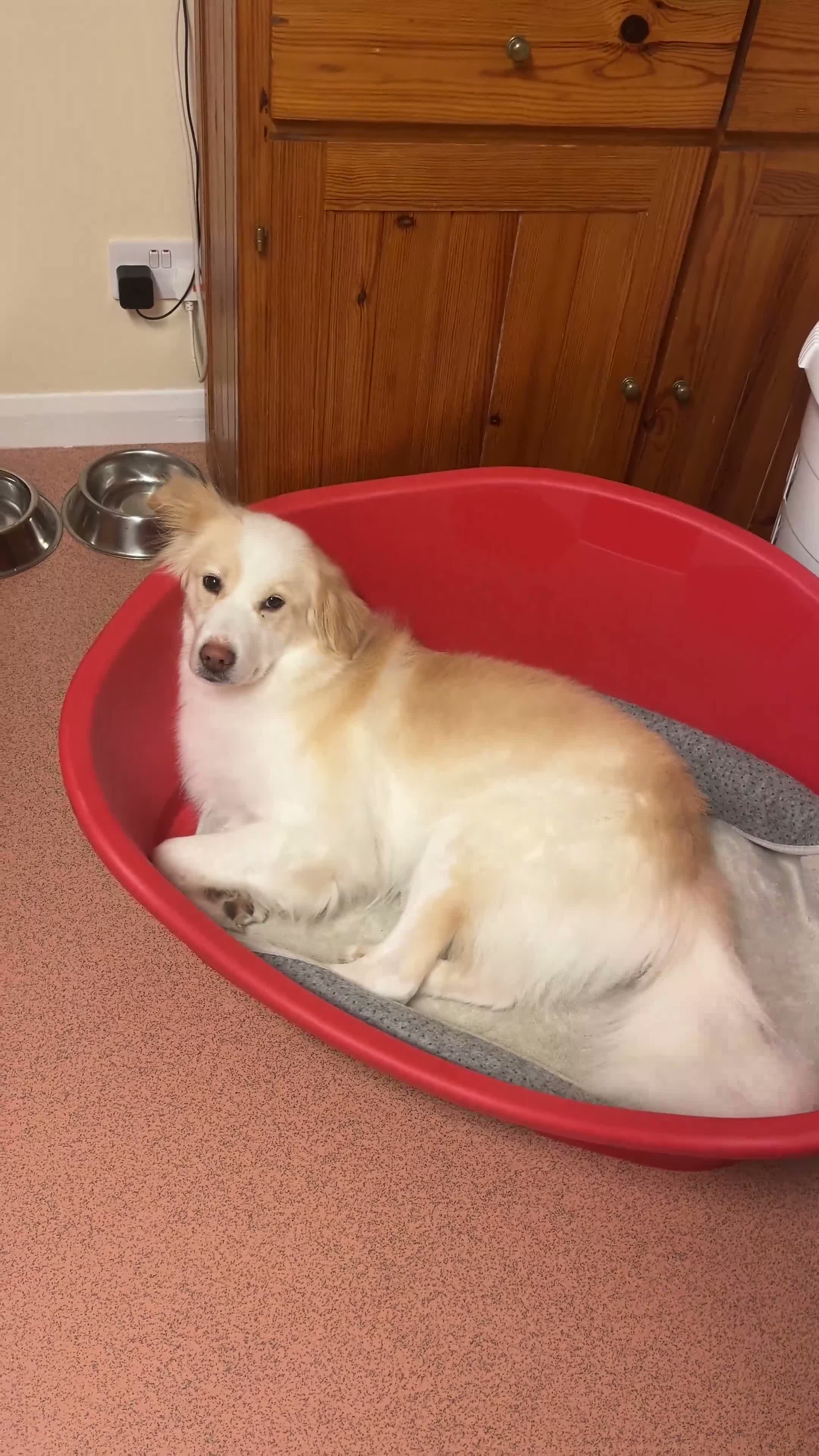 Mixed Breed dogs for sale: Loving 5yo girl in Elgin - Video 1