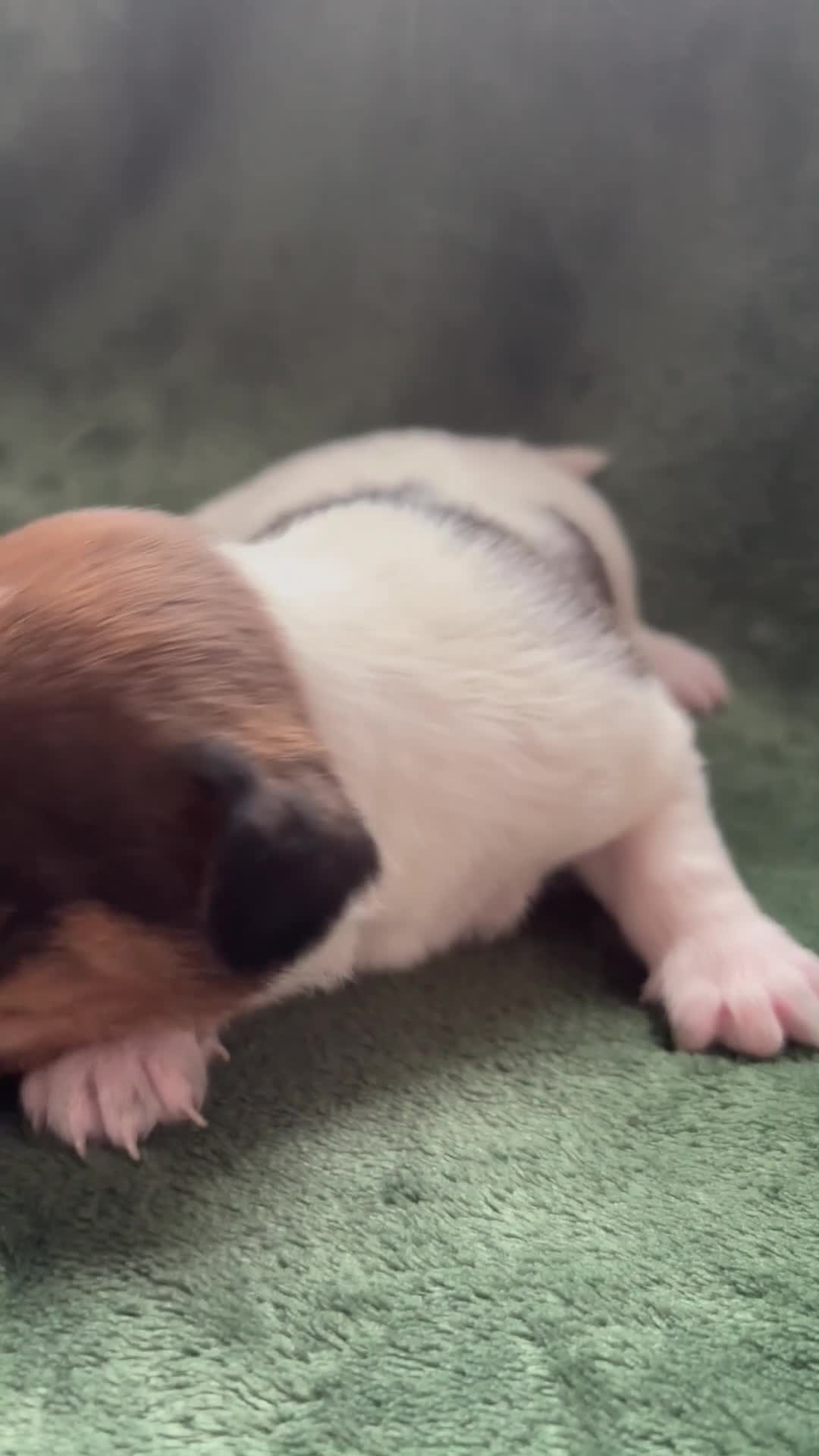 Jack Russell dogs for sale: Beautiful Jack Russell Pups 🩵🩷 - Video 3