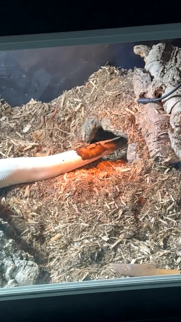 Python Snake reptiles for sale: Adult Female Piebald Ball Python – Full Enclosure  - Video 1