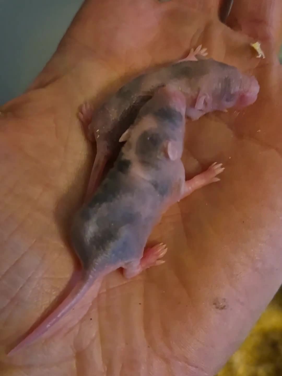 Mouse rodents for sale: Fancy mice looking for homes - Video 1