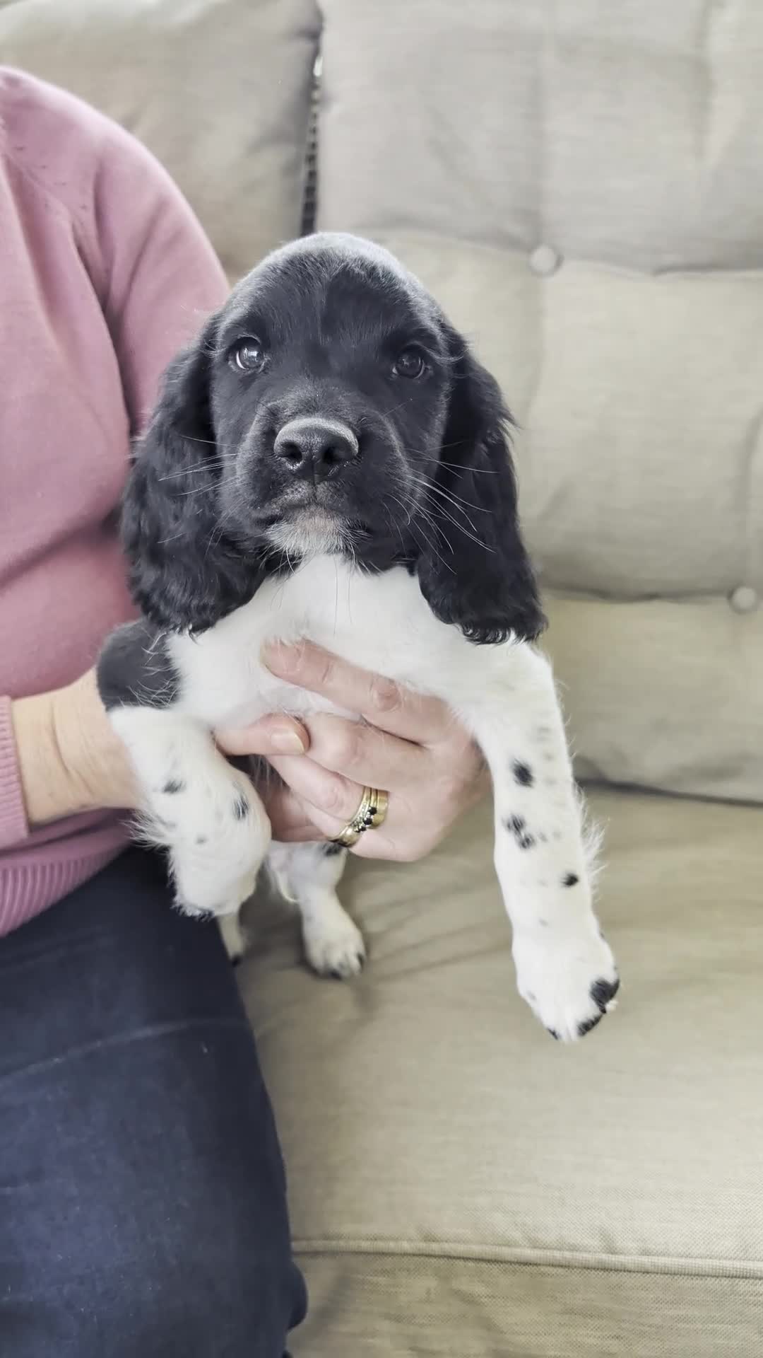 English Springer Spaniel dogs for sale: Health Tested English Springer Spaniel Puppies - Video 1
