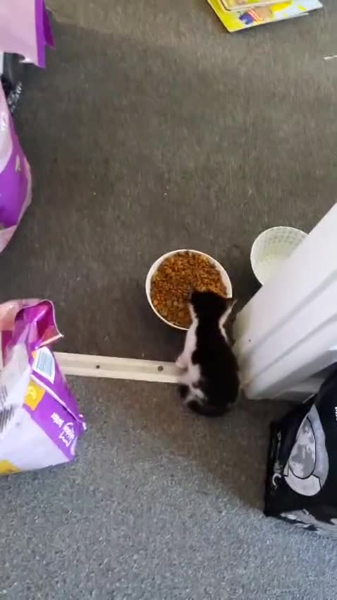 Mixed Breed cats for sale: Two Kittens for sale - Video 1
