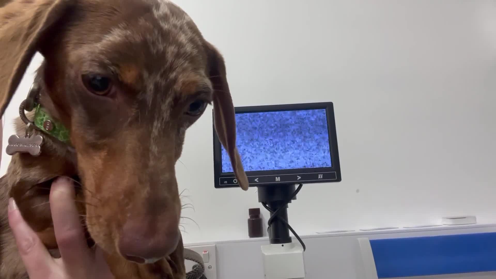 Miniature Dachshund dogs for stud: Proven, KC, PRA clear, tested, Miniature Dachshund in Hinckley - Video 1