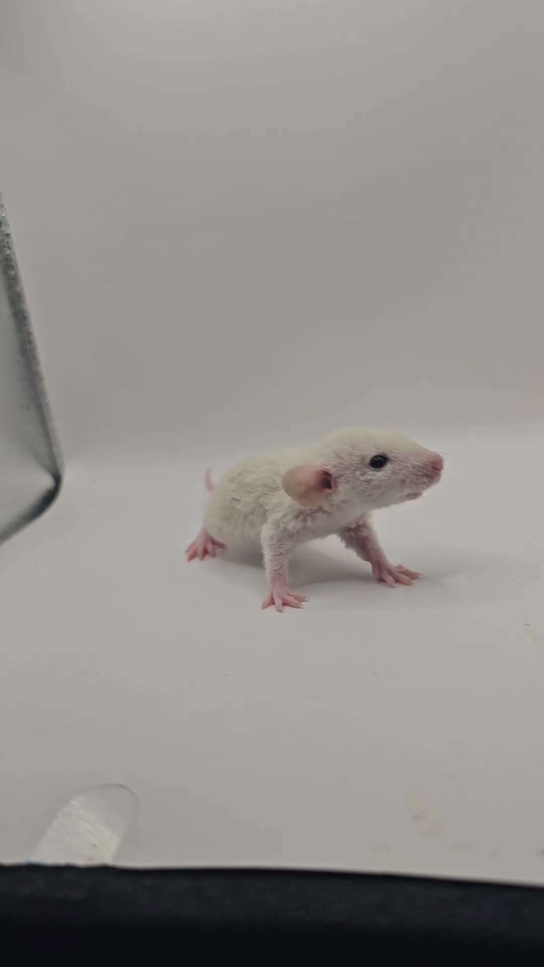Rat rodents for sale: Baby Dumbo Rats ~ Rex & Double Rex - Video 3