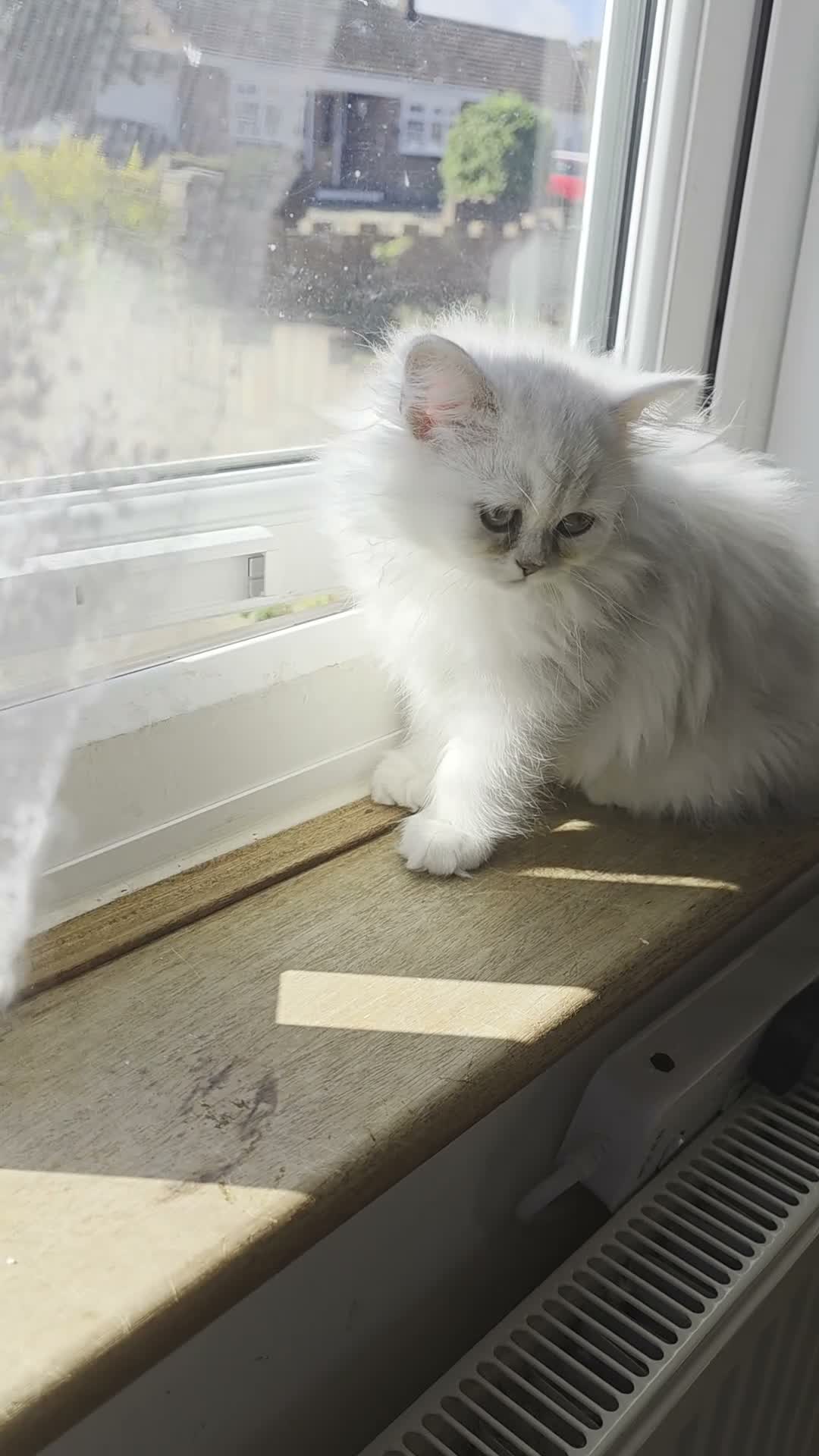 Persian cats for sale: Persian Chinchilla Kittens READY for Loving Homes - Video 2