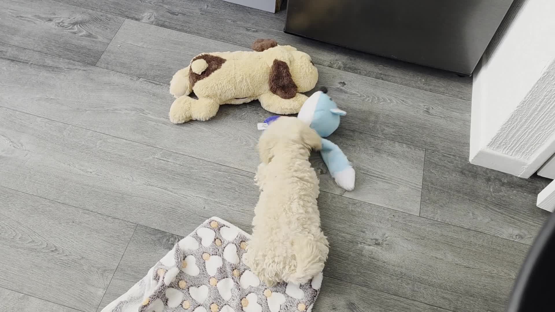 Toy Poodle dogs for sale: Toy Poodle Puppy (Male) (Golden) - Video 1