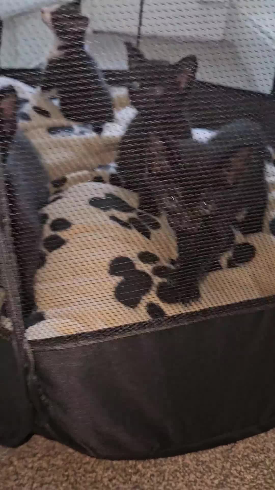 Mixed Breed cats for sale: 4 Beautiful Mixed-Breed Kittens - Video 1