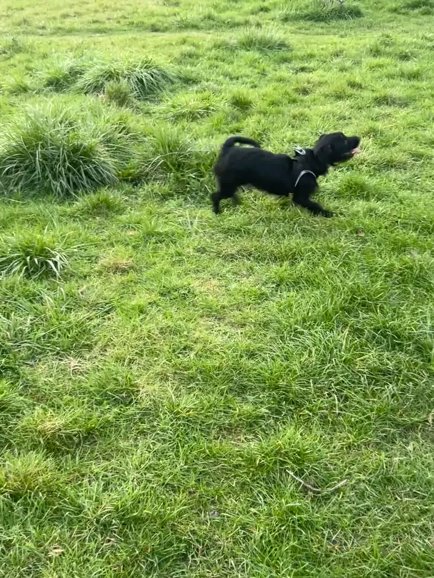 Mixed Breed dogs for sale: Daisy - Video 1