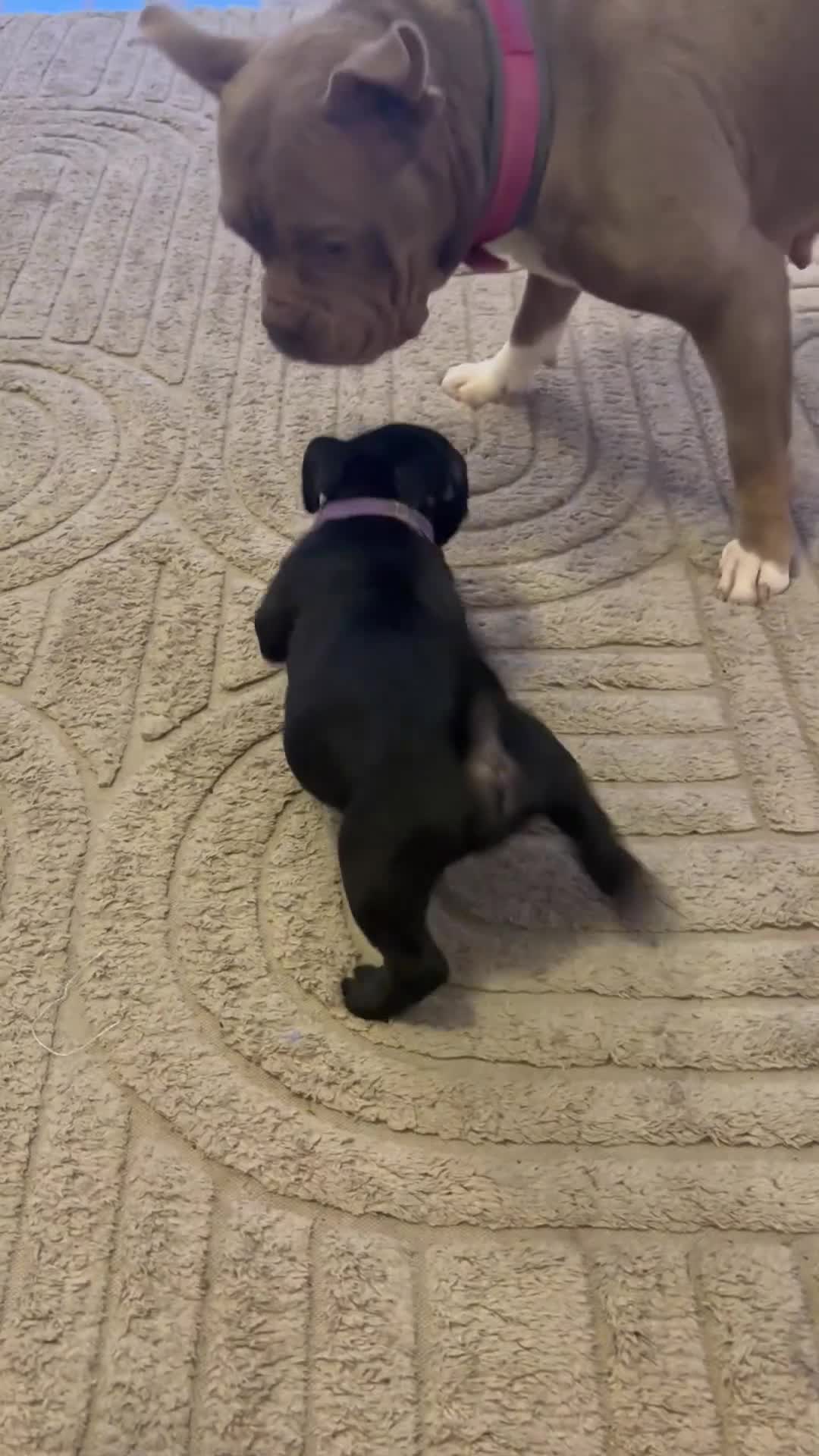 American Bully dogs for sale: ****POCKET BULLIES LAST 2 GIRLS READY TO GO TODAY - Video 2