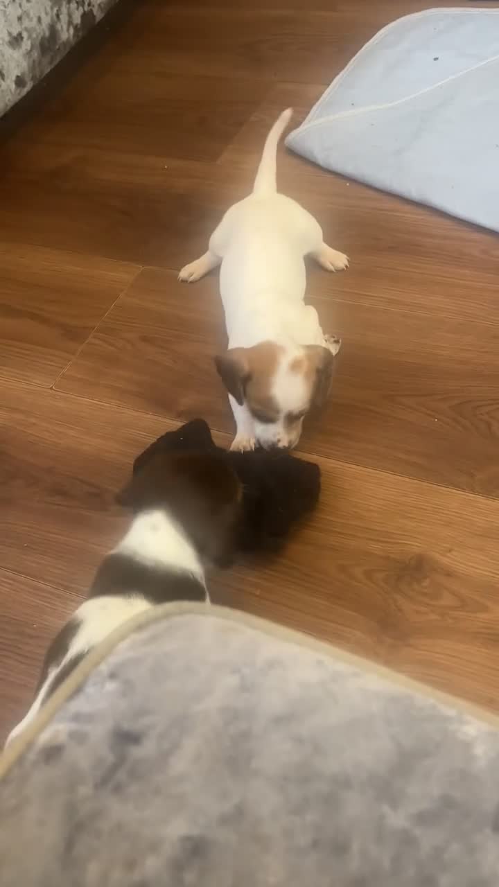 Miniature Dachshund dogs for sale: One last female left for her forever home - Video 1