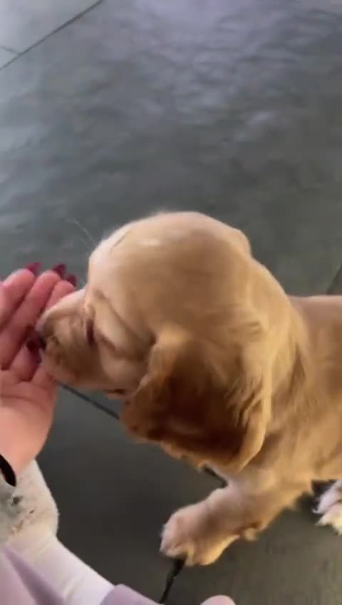 Cocker Spaniel dogs for sale: Stunning full pedigree show cocker spaniels  - Video 1