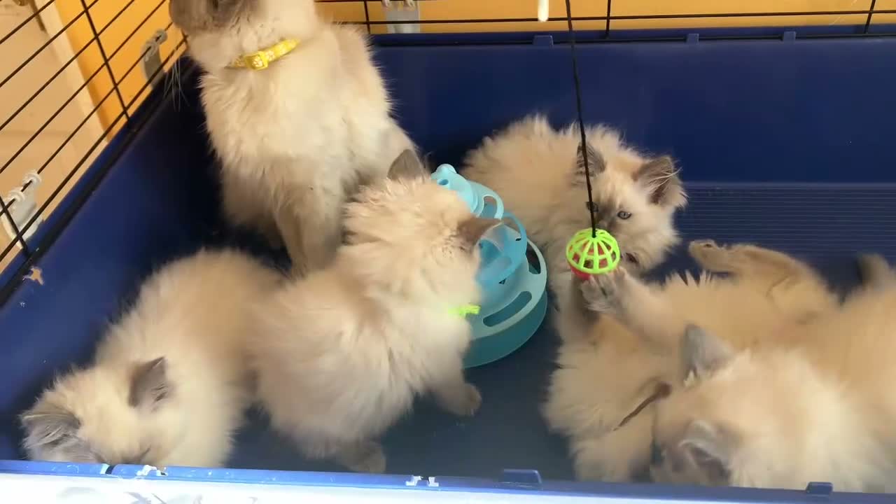 Ragdoll cats for sale: GCCF Ragdoll 🏆Champion Bloodline🌟5-Gen Pedigrees - Video 4