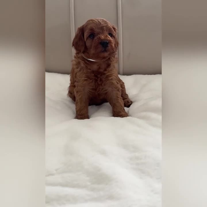 Cavapoo dogs for sale: Dream Cavapoo puppies, DNA Clear, Home Raised - Video 1