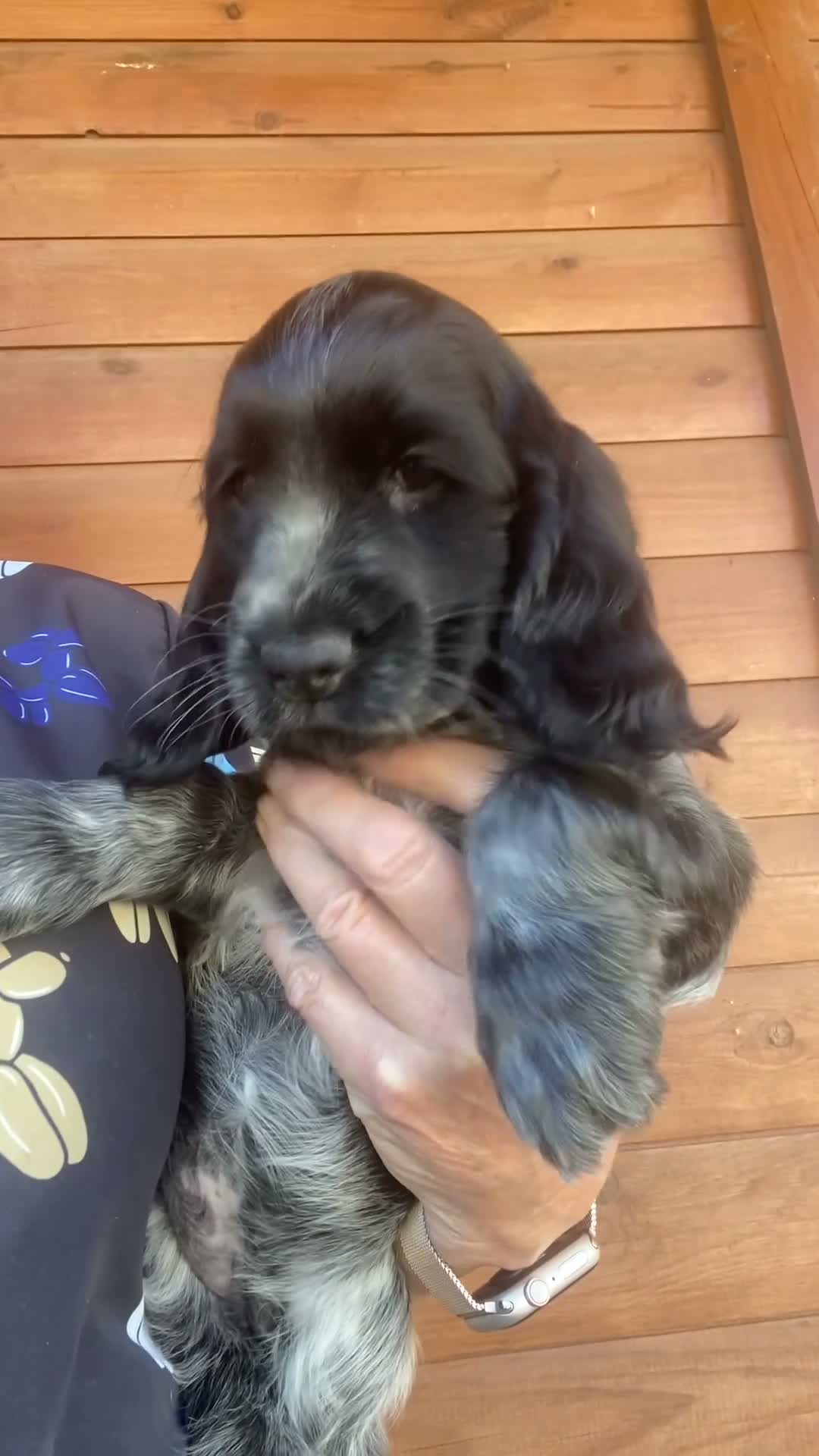 Cocker Spaniel dogs for sale: Pedigree Show Cockers - Video 2