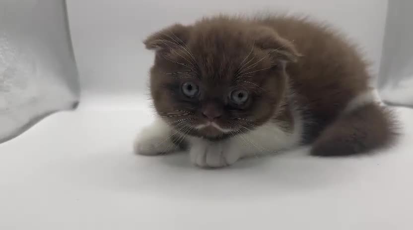 British Shorthair cats for sale: Last black boy  Teddy bear BSH - Video 2