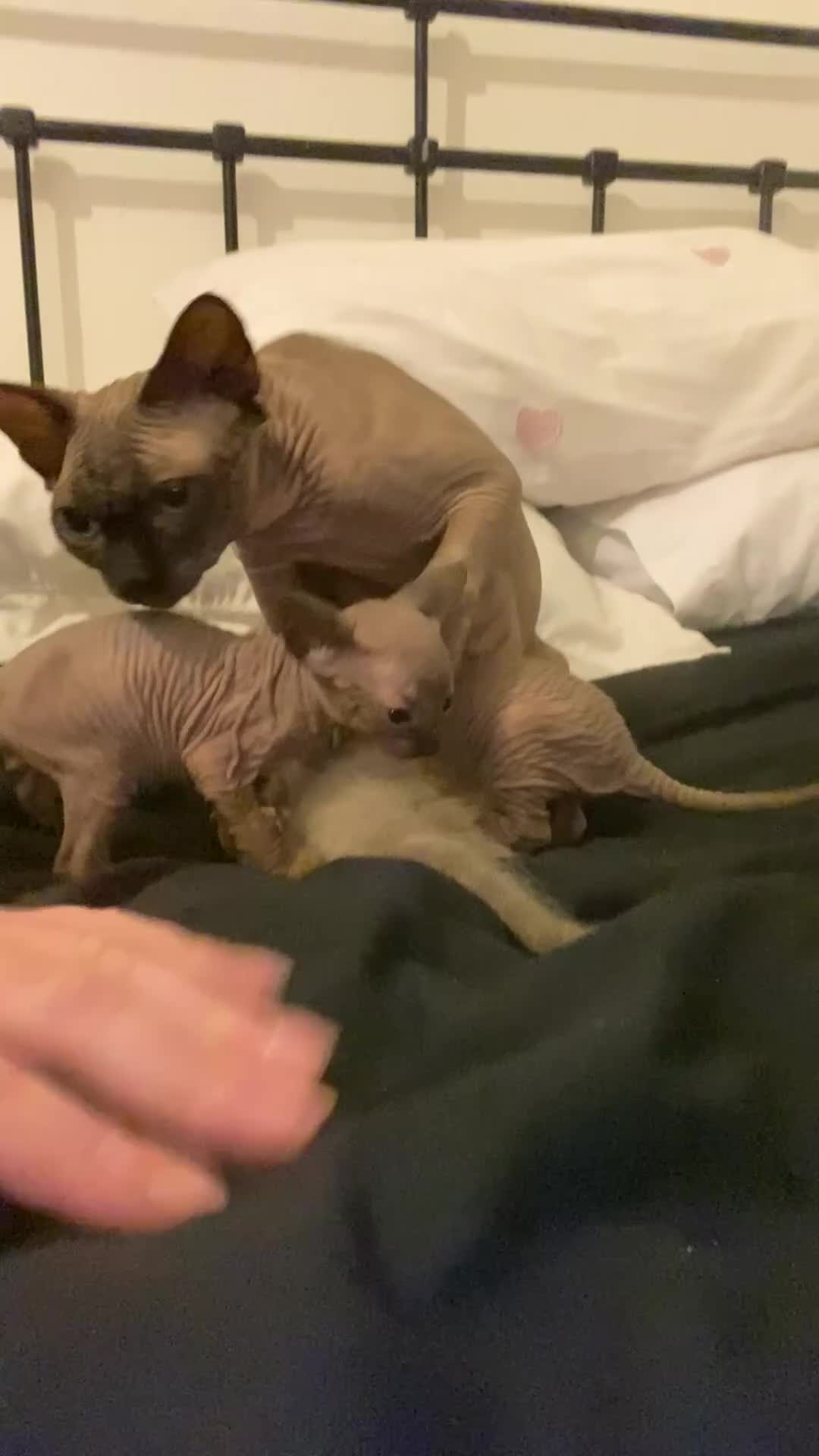 Mixed Breed cats for sale: Sphynx cross kittens  - Video 1