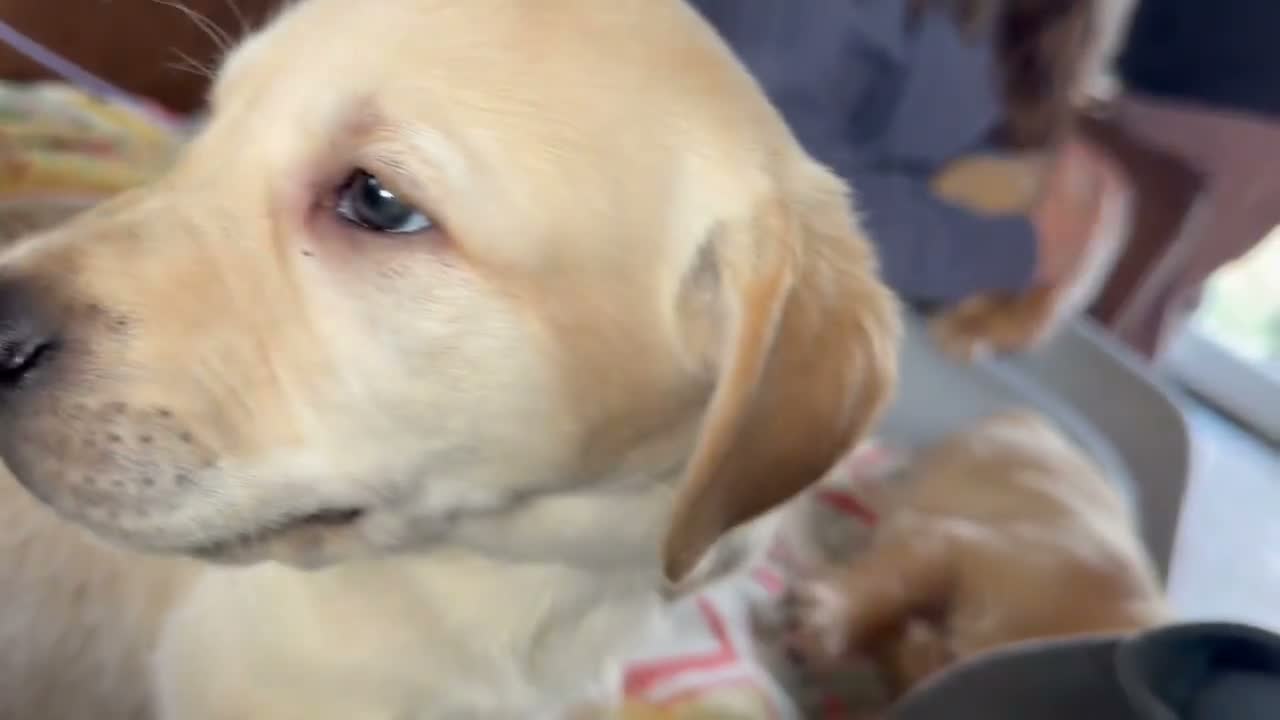 Goldador dogs for sale: F1 Goldador puppies - Video 1