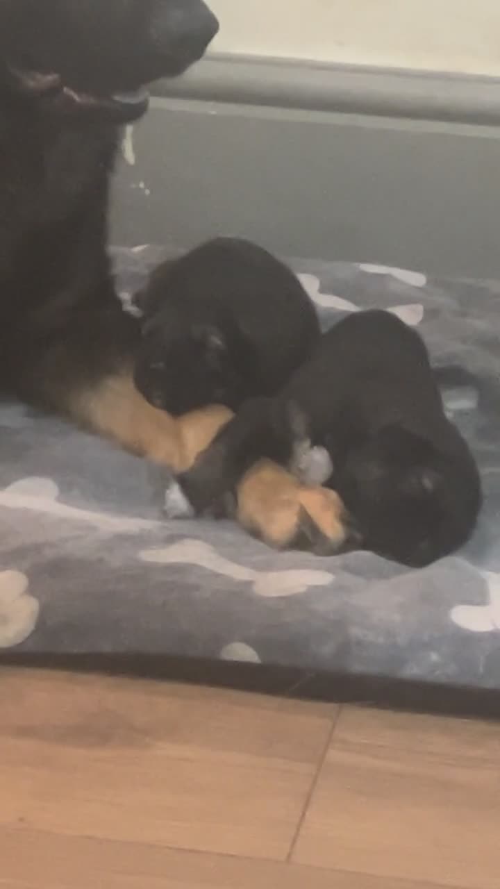 Mixed Breed dogs for sale: 1 male German shepherd x border collie  - Video 1