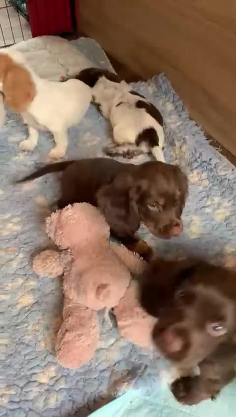 Cocker Spaniel dogs for sale: Beautiful Working Cocker Spaniel Boys - Video 1