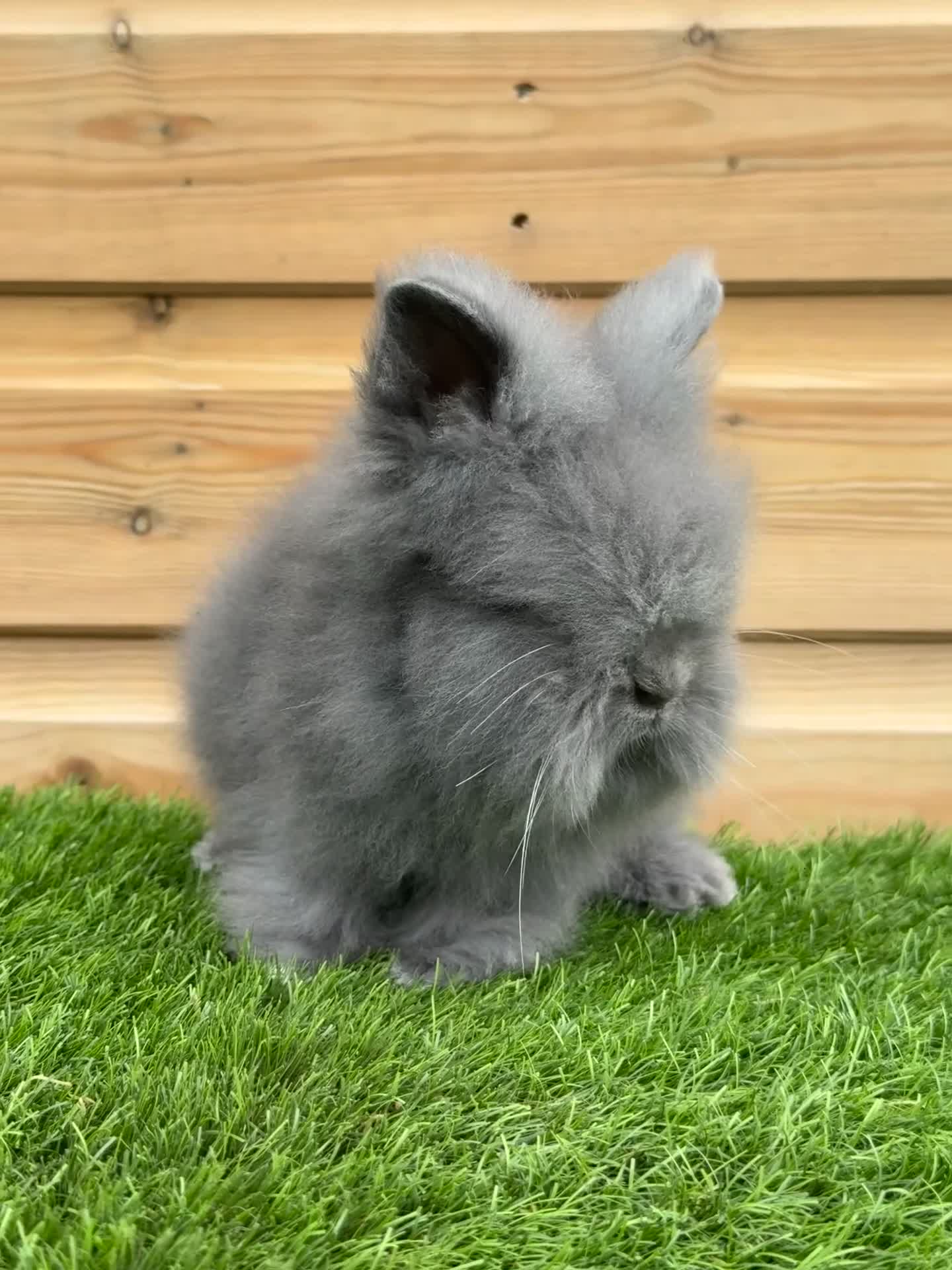 Lionhead rabbits for sale: Beautifully Bred Double Mane Lionhead Bunnies  - Video 1