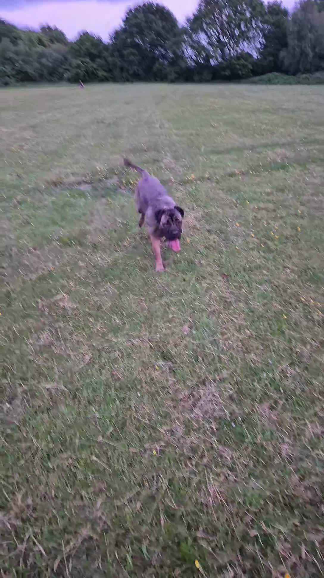 Cane Corso dogs for sale: Cane corso for sale  - Video 1