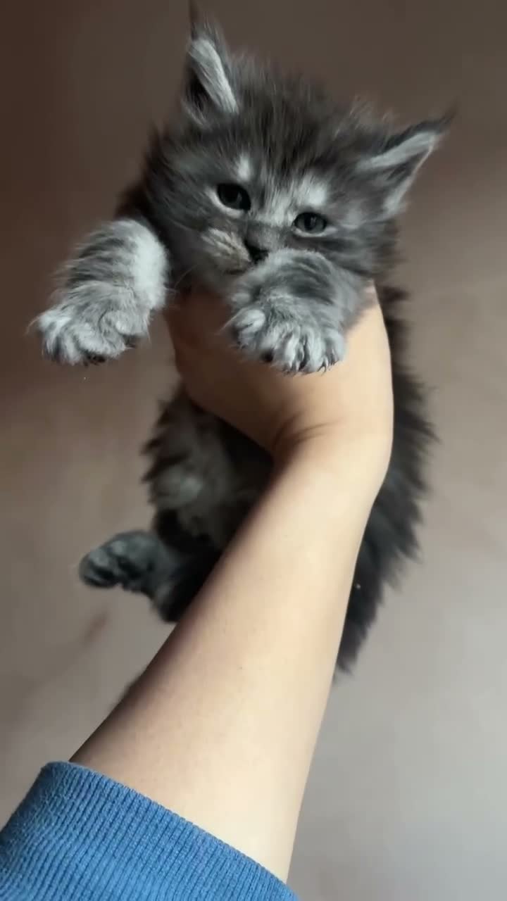 Maine Coon cats for sale: PURE RUSSIAN  MAINE COON KITTENS - Video 2