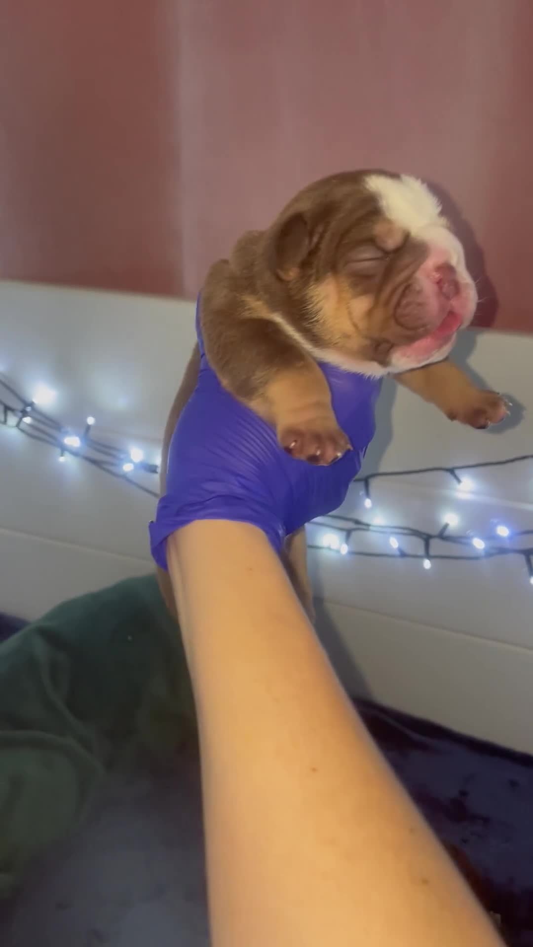 English Bulldog dogs for sale: ⭐️🐾 6 Beautiful English Bulldog 🐾⭐️ - Video 3