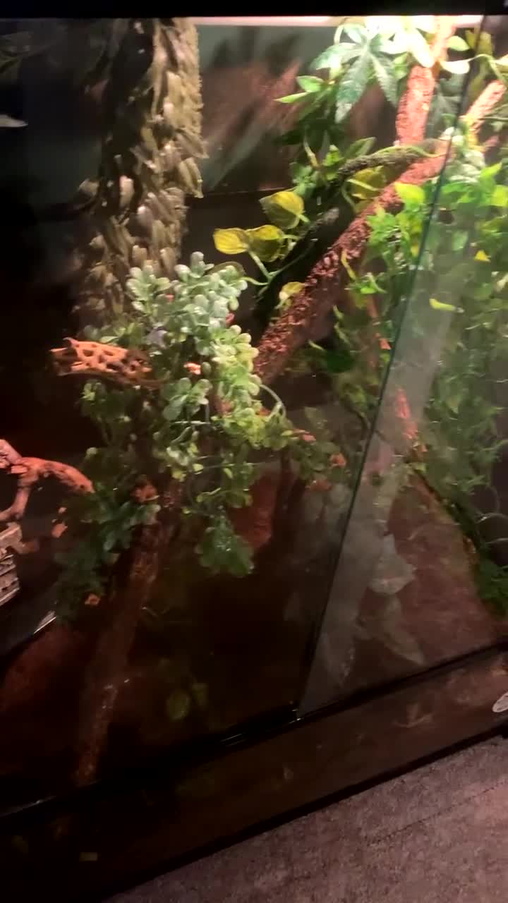 Gecko reptiles for sale: Tuko the crested gecko - Video 1