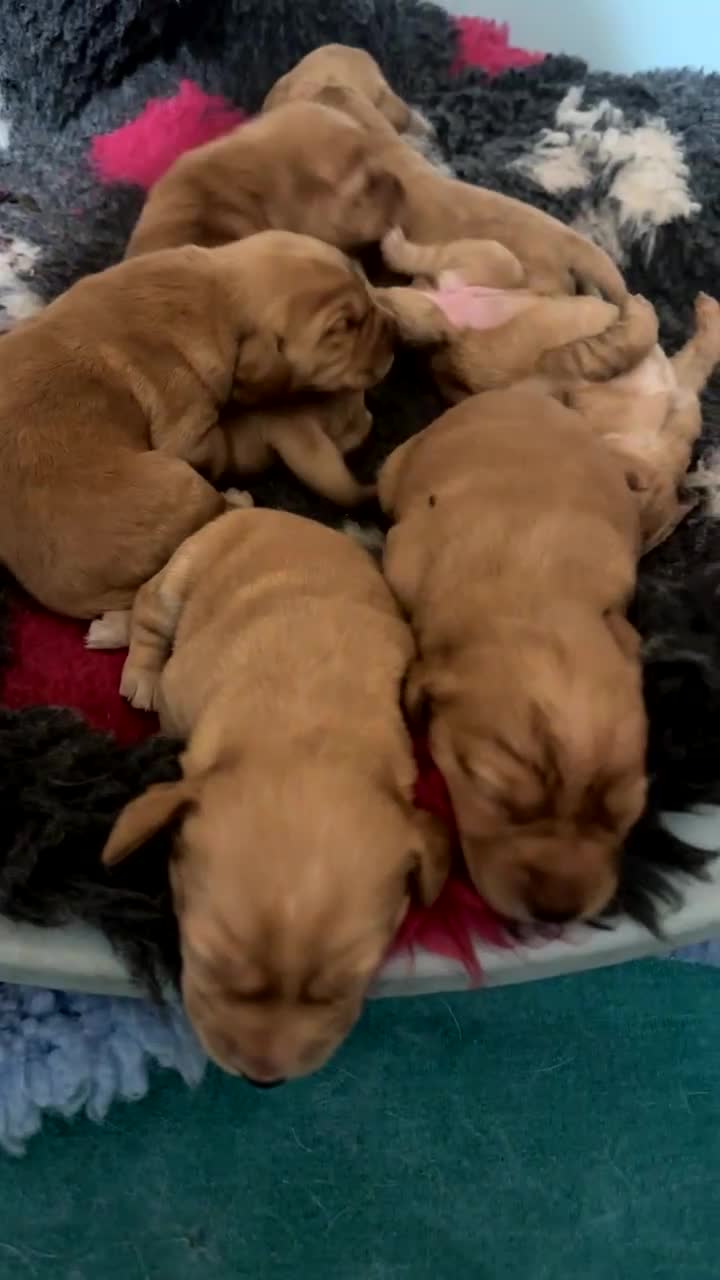 Cockerdor dogs for sale: 6 BEAUTIFUL COCKERDORS- ONLY 2 BOYS LEFT - Video 1
