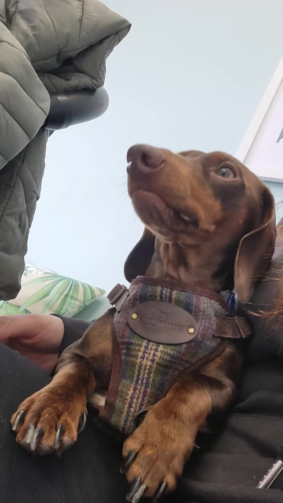 Miniature Dachshund dogs for stud: Miniature Dachshund STUD dog  - Video 2