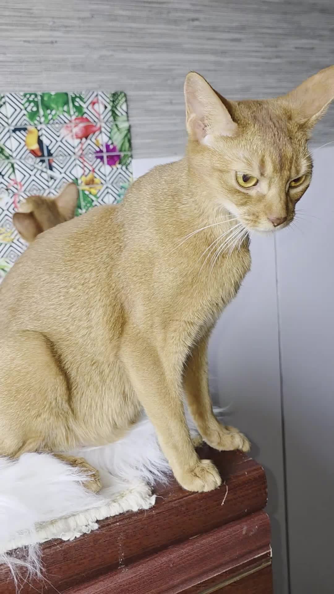 Abyssinian cats for sale: Beautiful Aby kitten  - Video 3