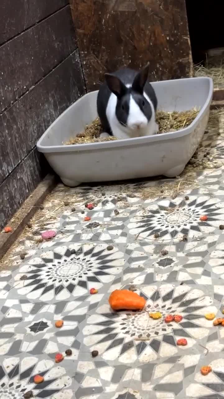 Dutch rabbits for sale: black and white dutch  - Video 1