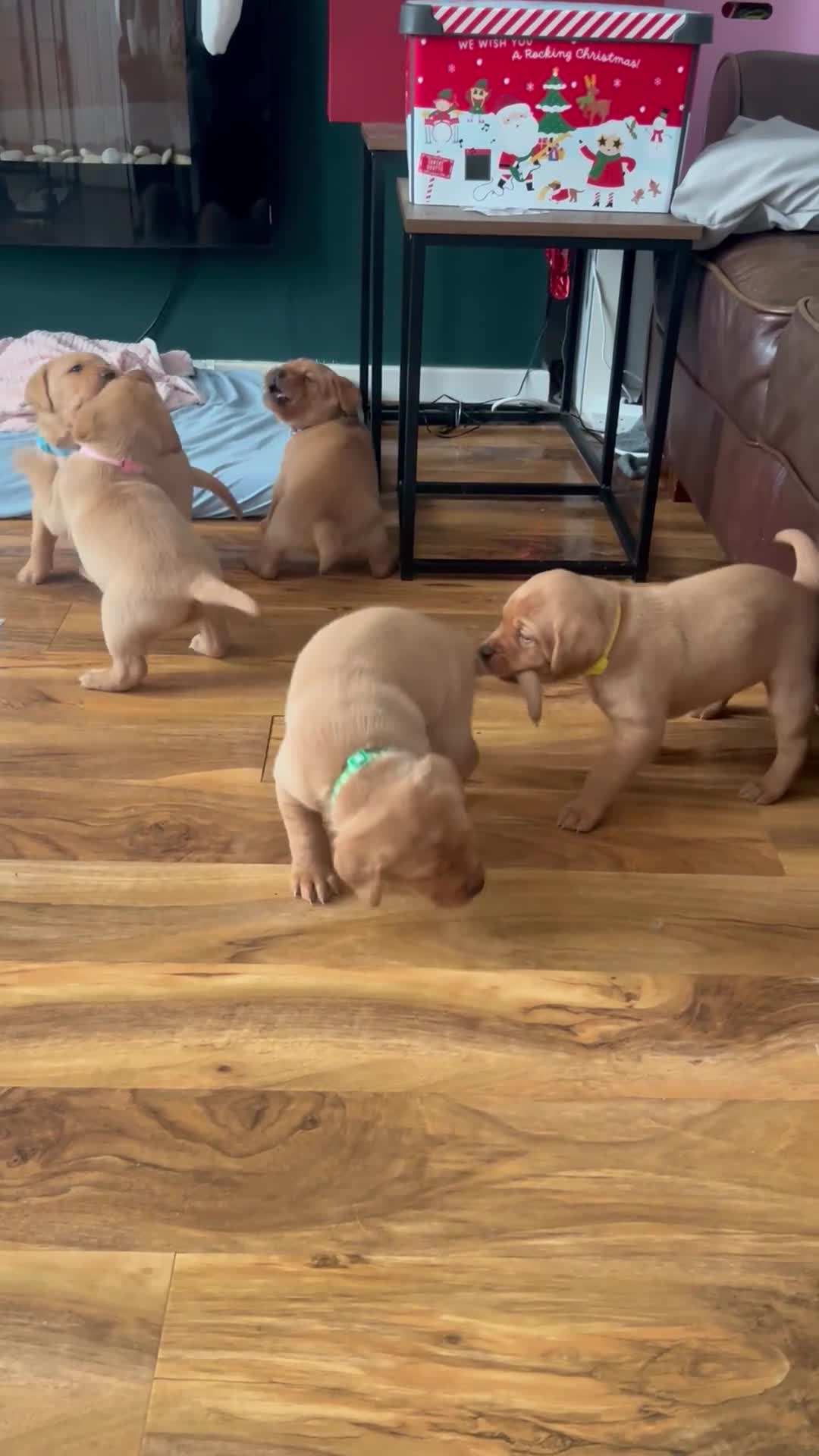 Labrador Retriever dogs for sale: 5 Pedigree KC Reg Fox Red Labs ready NYE  - Video 2
