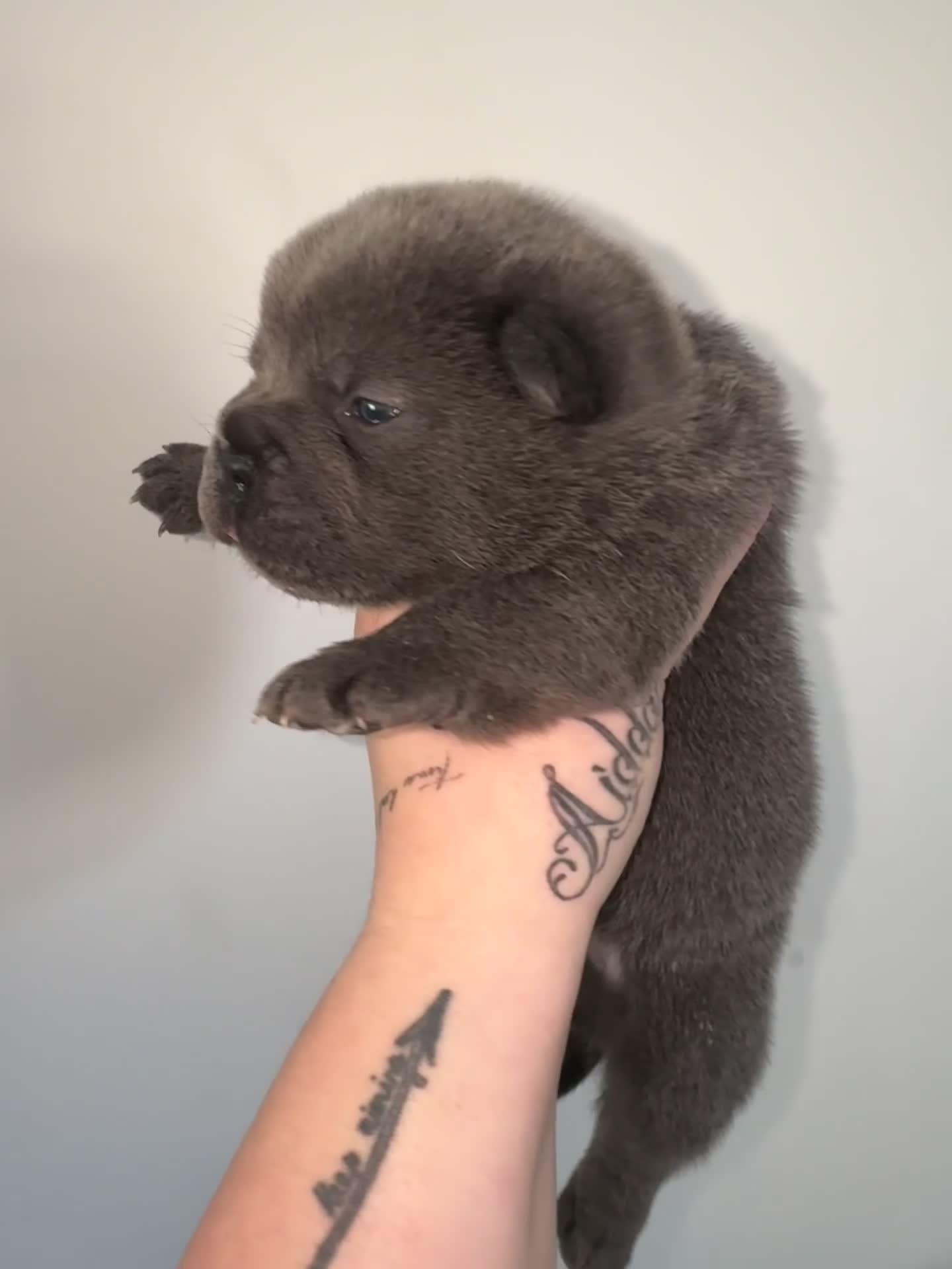 Mixed Breed dogs for sale: Beautiful Litter of French Chows - Video 4