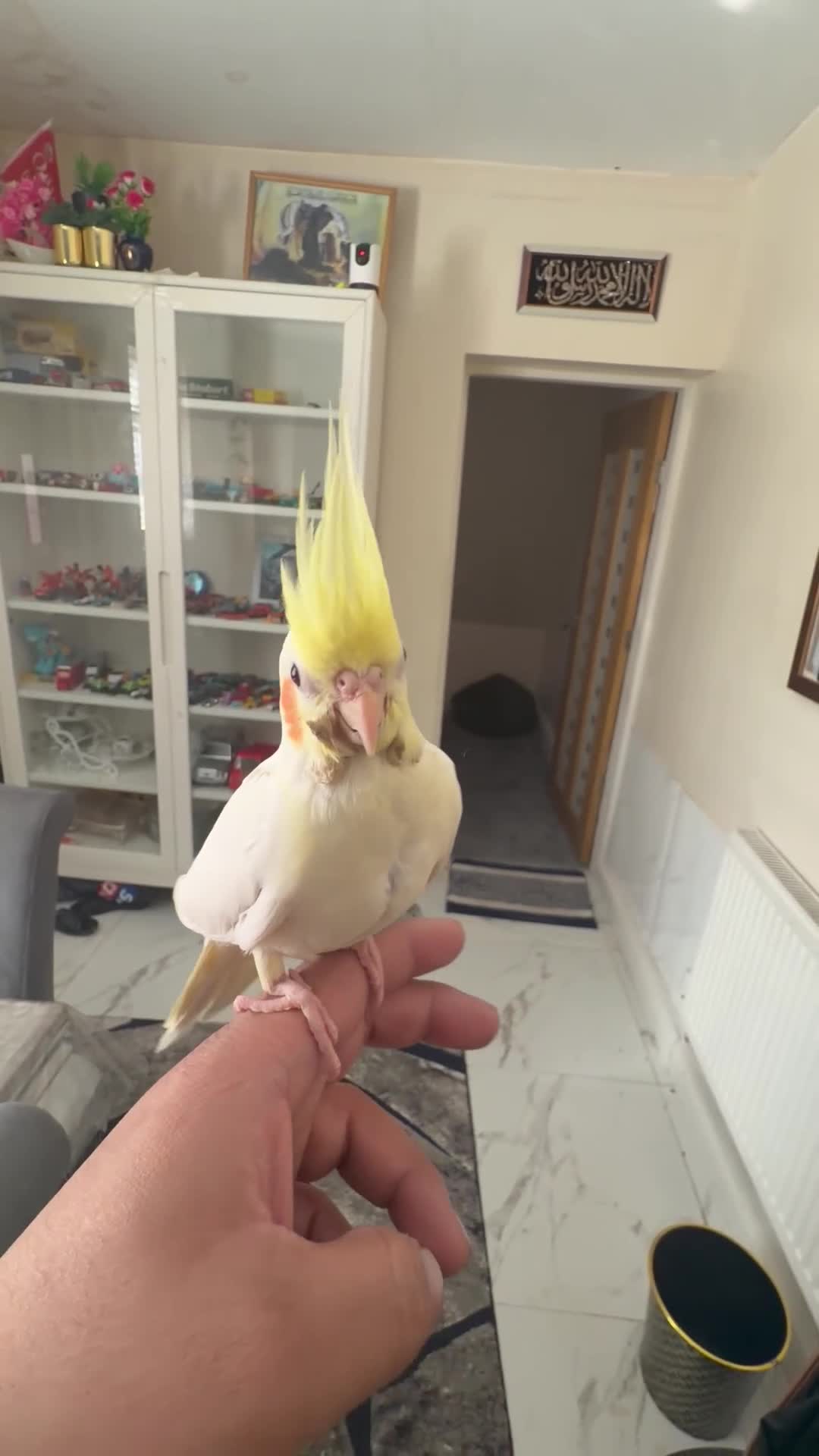 Cockatiels birds for sale: Baby cocktails - Video 2