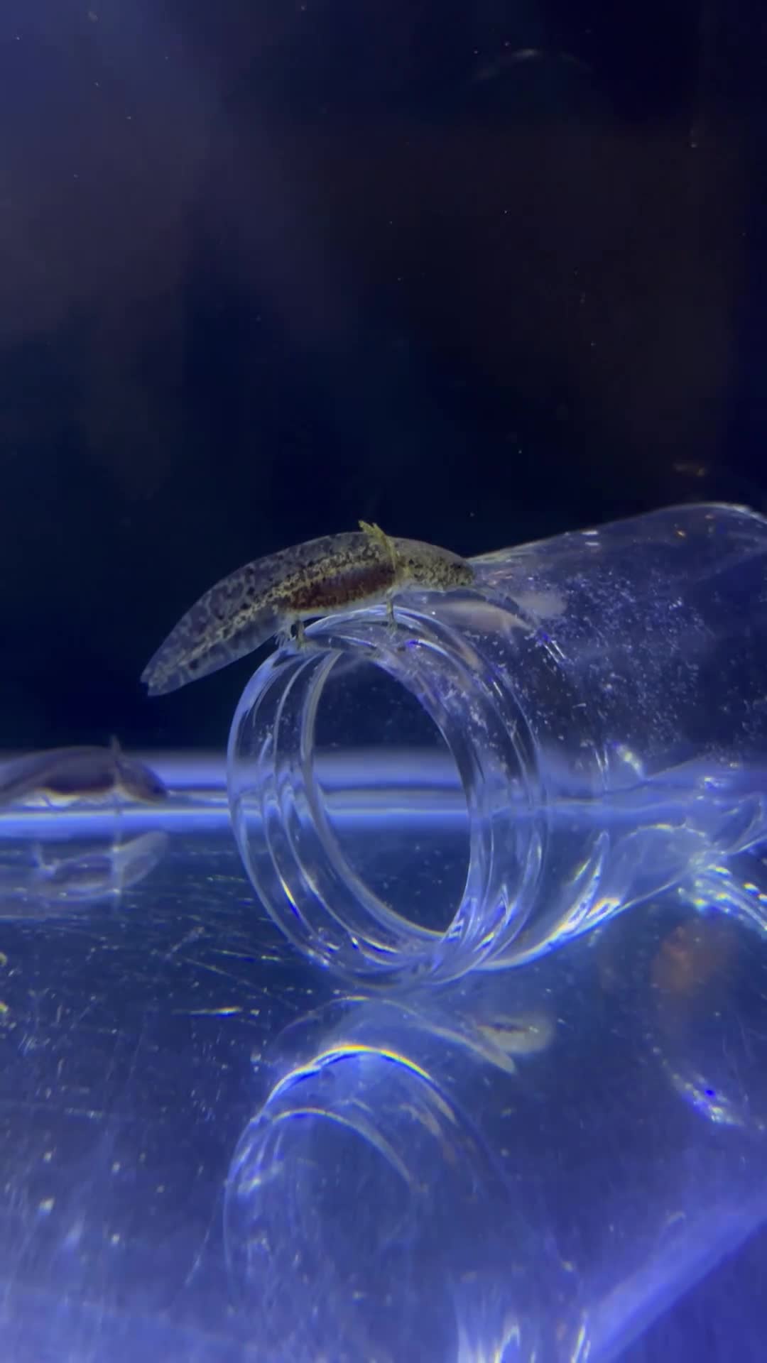 Axolotl reptiles for sale: Tank ready juvenile axolotls - Video 1